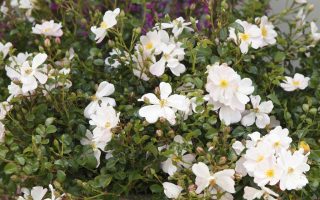 ROSA KORDES 2L Medeo® - Medeo 4sX7V0dwcqGbhG