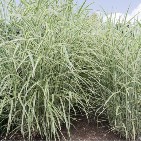 Miscanthus sinensis 'Cosmopolitan'