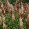 Miscanthus sinensis 'Rotsilber' - Kontejner 3 l