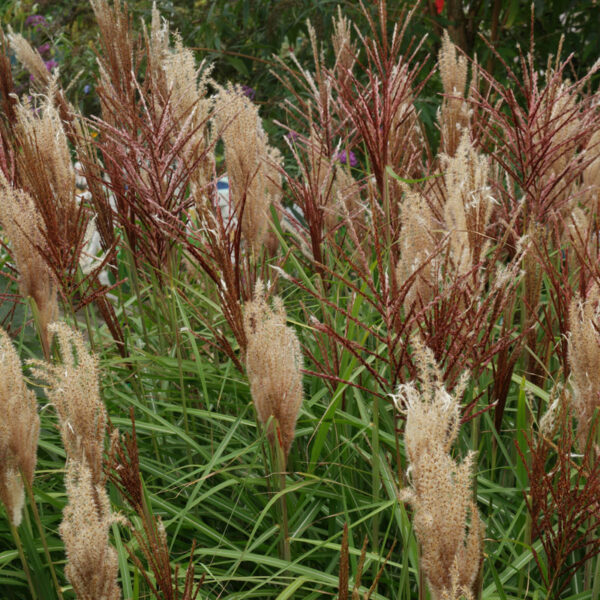 Miscanthus sinensis 'Rotsilber'