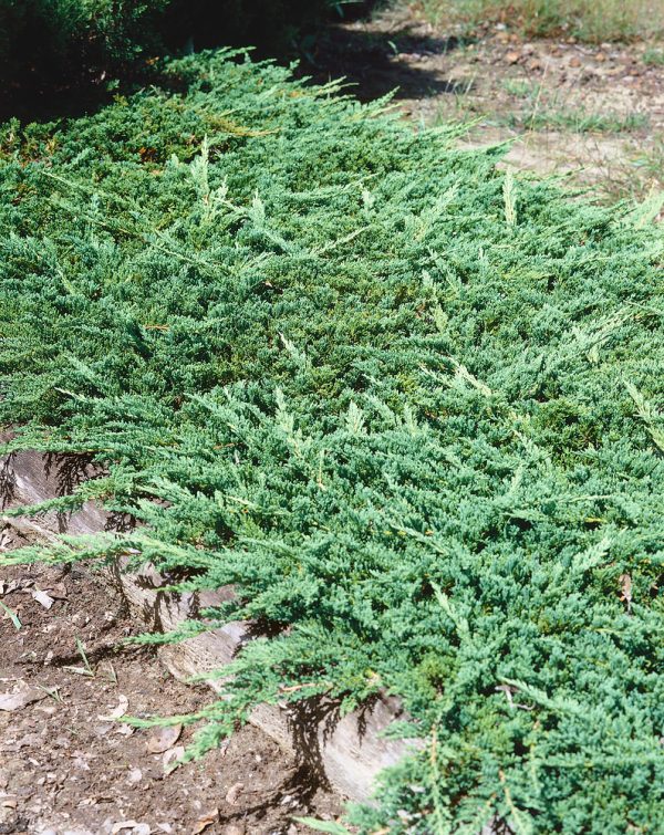 Juniperus horizontalis 'Prince of Wales' - N0503175 80