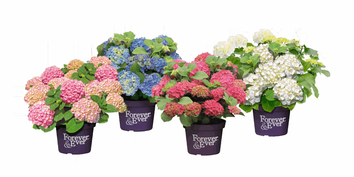 Hydrangea macrophylla 'Forever&Ever'® 'BLUE' - Image 4