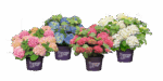 Hydrangea macrophylla 'Forever&Ever'® 'BLUE' - Image 4