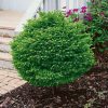 Picea abies 'Little Gem' - C2,5L