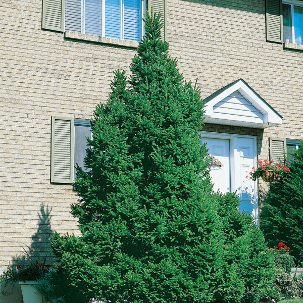Picea abies