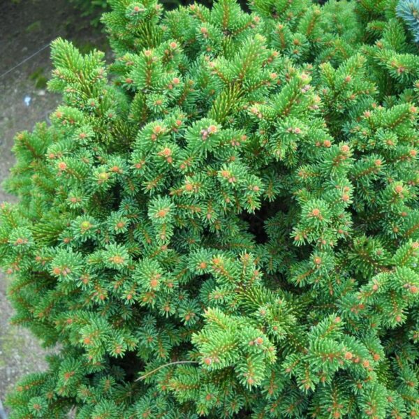Picea abies 'Procumbens Holata' 40 KM