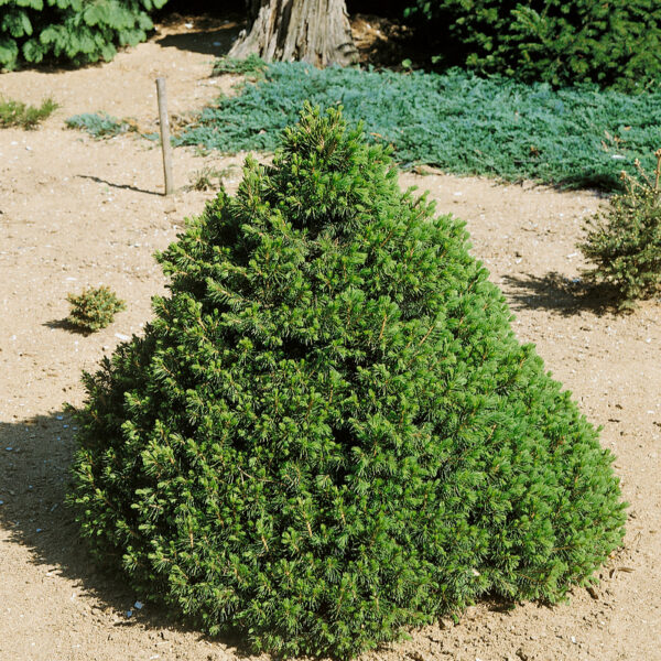 Picea abies 'Tompa'