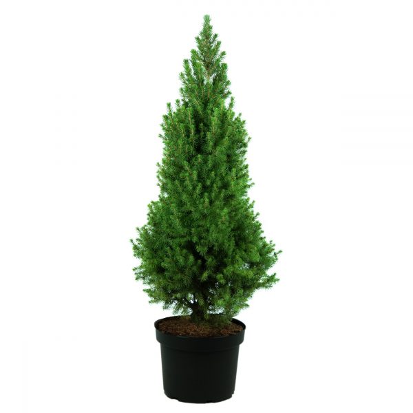 Picea glauca 'Conica December' - Picea glauca Conice December