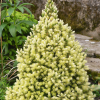 Picea glauca 'Daisy White' - Kontejner 2 l, v. 20-30 cm