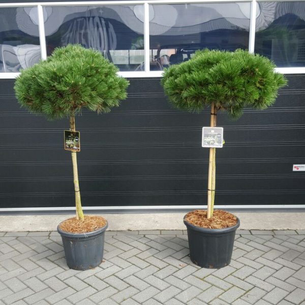 Pinus 'Brepo'® 25–30 cm, 30 KM