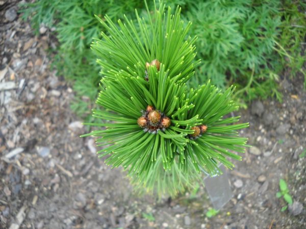 Pinus ´WB3´ 30–40 K5 - Pinus leucodermis OL 6 DSCN3300