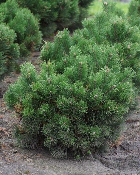 Pinus mugo 'Gnom' - Pinus mugo Gnom MTEzNDczMzJa