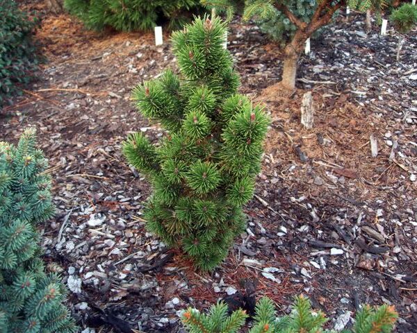 Pinus nigra Bonsai 'Kalouš' 40–50 cm
