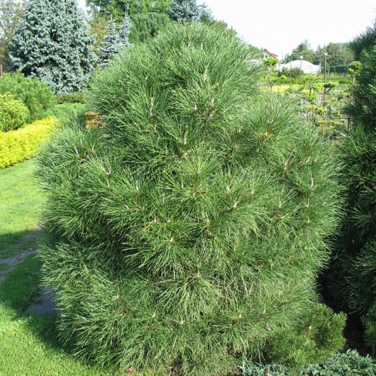 Pinus mugo 'Varella' - Pinus mugo Varela