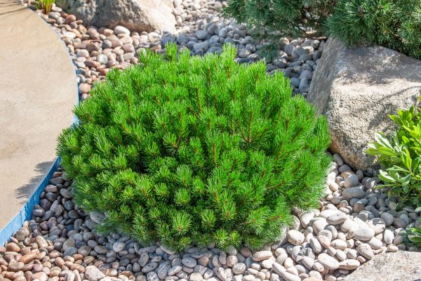 Pinus mugo 'Pumilio' - Pinus mugo pumilio