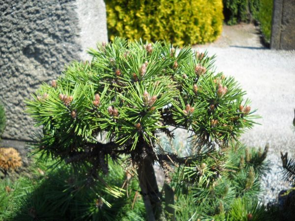 Pinus nigra Bonsai 'Kalouš' 30–40 cm - Pinus nigra Bobo DSCN4902