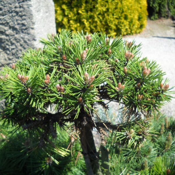 Pinus nigra Bonsai 'Kalouš' 30–40 cm