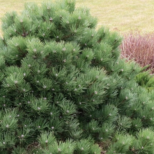 Pinus nigra 'Helga'