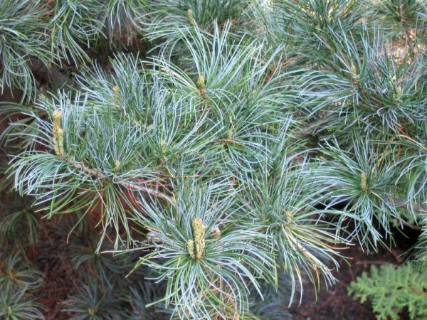 Pinus parviflora ´Blue Giant´ 40–60, K5 - Pinus parviflora ´Blue Giant´