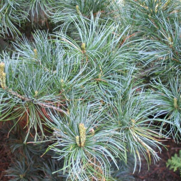 Pinus parviflora ´Blue Giant´ 40–60, K5