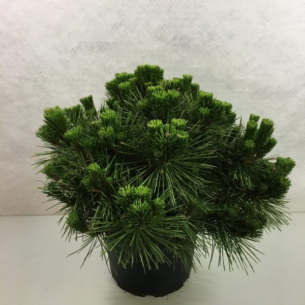 Pinus thunbergii ´Maijima´ 40–60 K7,5 - Pinus thunbergii ´Maijima´ scaled