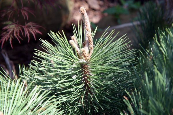 Pinus leucodermis Compact Gem, výška v dospělosti 3m - Pinus leucodermis Compact Gem 1zz