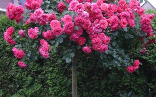 ROSA KORDES 2L Rosarium Uetersen - Rosarium Uetersen 4599548abaf5e8