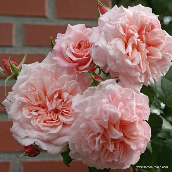 ROSA KORDES 2L Rose de Tolbiac–Kordes 2013 – Maxi, pnoucí - Rose de Tolbiac 1599547ead826b