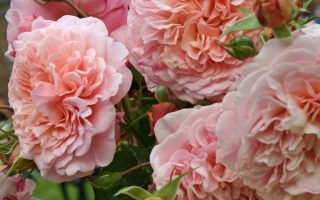 ROSA KORDES 2L Rose de Tolbiac–Kordes 2013 – Maxi, pnoucí - Rose de Tolbiac 2599547eb7d28b