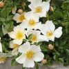 ROSA KORDES, Sonnenröschen® - 2 L