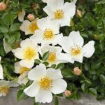 ROSA KORDES, Sonnenröschen®
