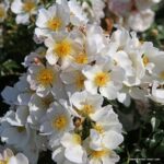 ROSA KORDES, Sonnenröschen® - Image 3