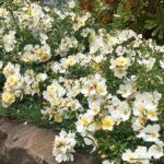 ROSA KORDES, Sonnenröschen® - Image 2