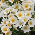 ROSA KORDES, Sonnenröschen® - Image 4