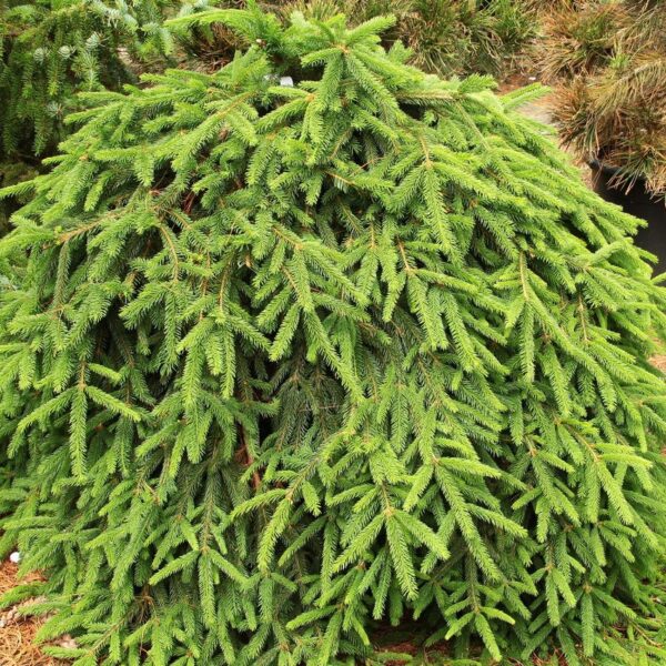 Picea abies 'Formanek'