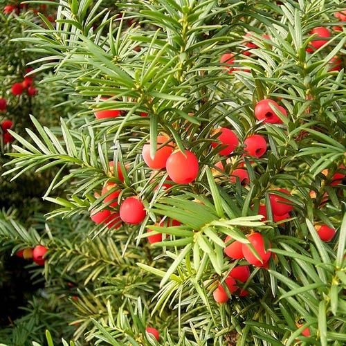 Taxus baccata