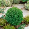 Thuja occidentalis 'Teddy' - C2L
