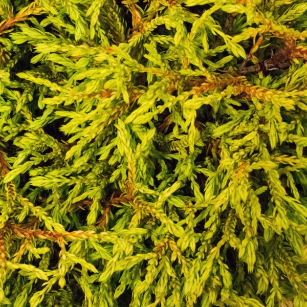 Thuja occidentalis 'Golden Tuffet', P 13