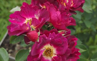 ROSA KORDES 2L Weg der Sinne– Kordes 2013, půdopokr. - Weg der Sinne 4uCKt03PvvIZ3z