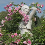 ROSA KORDES 'Jasmina'® - Image 3