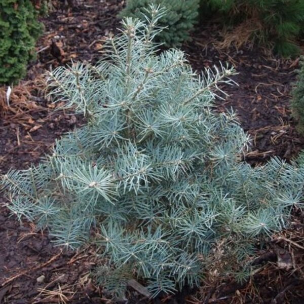Abies concolor 'Nana Domshke' 30–40 cm