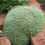 Arenaria lithops