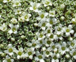 Arenaria lithops - Image 2