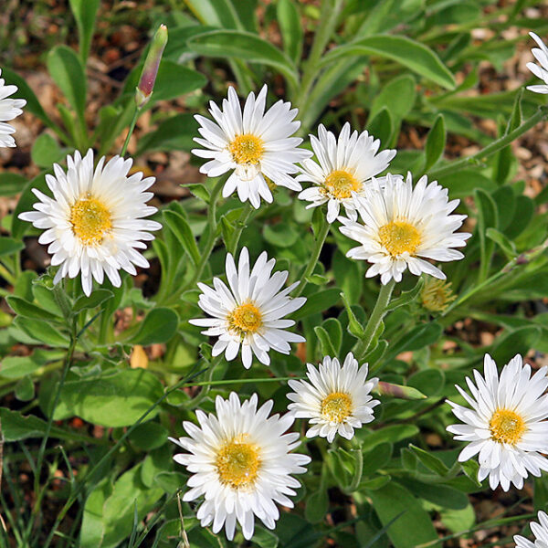 Aster alpinus ´Weisse Schöne´ K 9x9