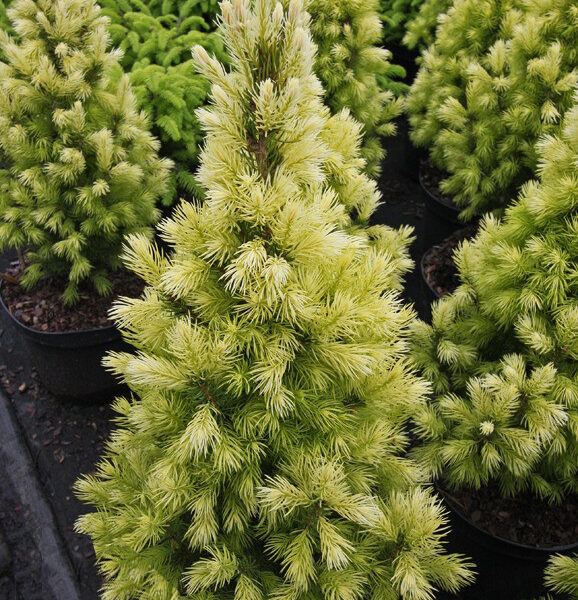 Picea glauca 'Bisenthaler Fruhling', 30–40 cm