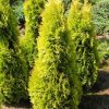 Thuja occidentalis 'Jantar'® - Kontejner 2,5 l, v. 30-40 cm