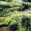 Cedrus libani 'Atlantica Aurea' - Kontejner 5 l, v. 30-40 cm