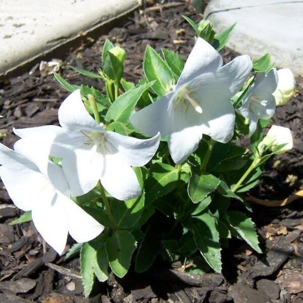 Platycodon grandiflorus 'Codo White'