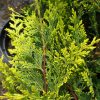 Cupressocyparis leylandii 'Castlewellan Gold' - Kontejner 35 l-Castlewellan-BONSAI