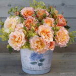 ROSA KORDES 'Landlust'® - Image 4